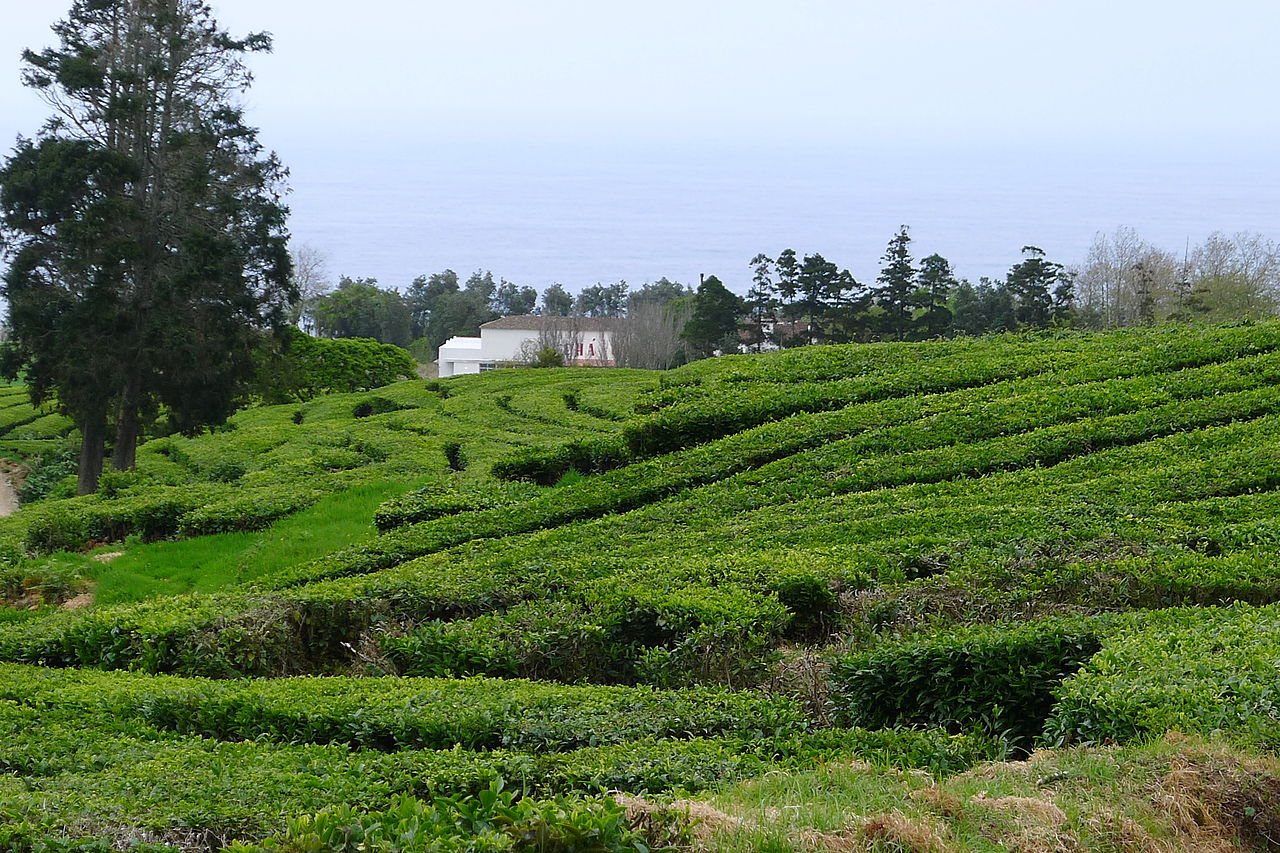 Chá Gorreana - Açores
