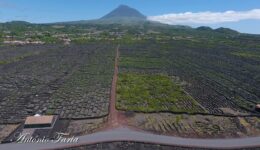 Imagens arrepiantes da “Paisagem da Vinha” na Ilha do Pico