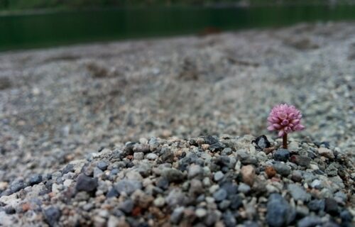 Pequena Flor