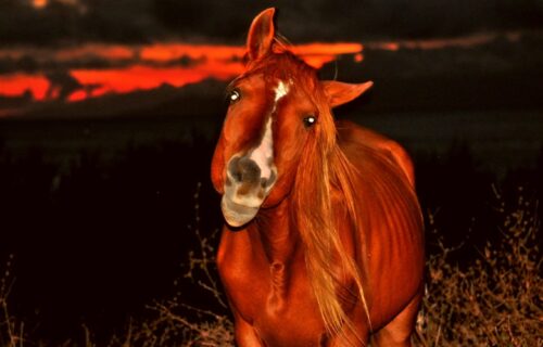 Cavalo – Pôr do Sol – Cinco Ribeiras
