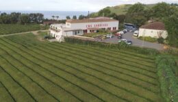 Chá Gorreana - Plantação, Fábrica e Museu - São Miguel, Açores