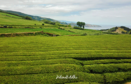 Gorreana – Plantação de chá