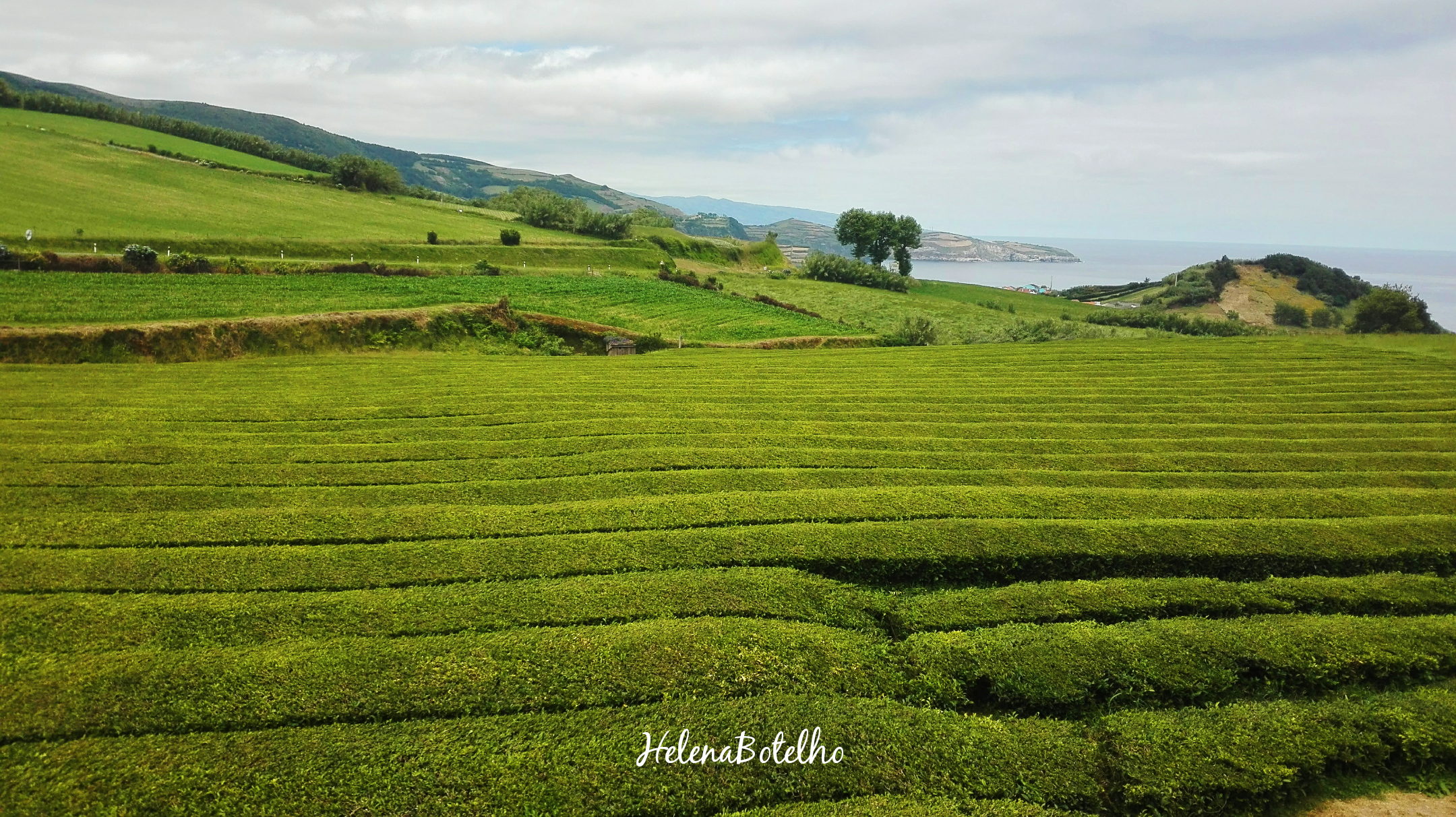 Gorreana – Plantação de chá