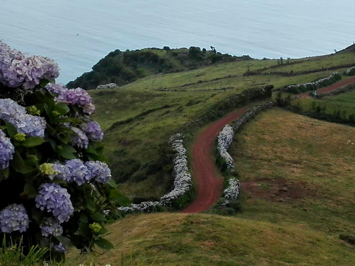 Hortênsias Açores - Galeria de fotos - Amantes dos Açores - byaçores