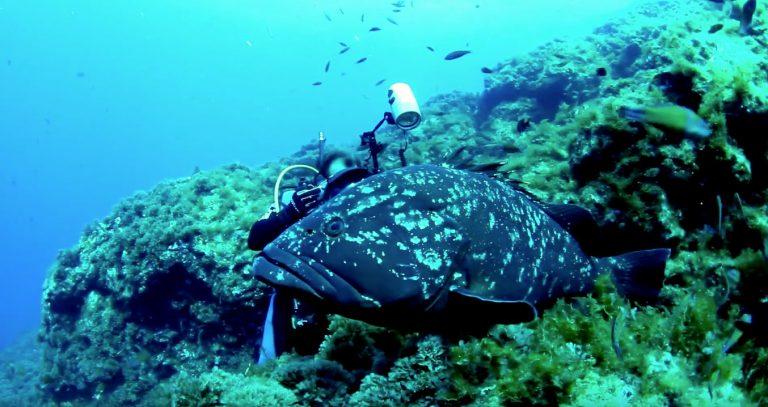 Diving in the Azores: The Best Diving Spots / When to Dive