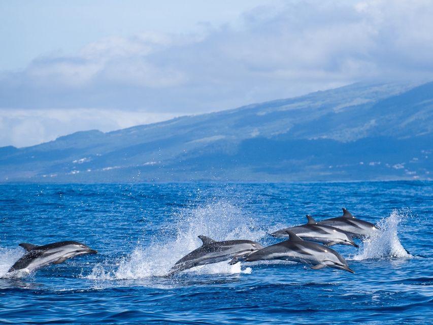 Observação de Cetáceos Açores