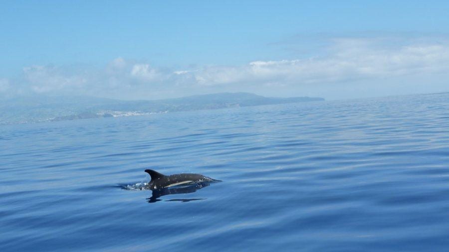 Observação de Cetáceos (golfinhos e baleias) nos Açores