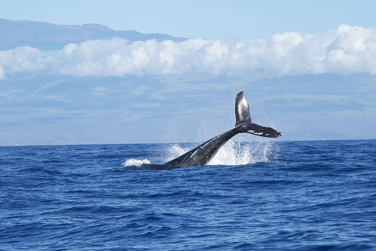 Observação de Cetáceos Açores