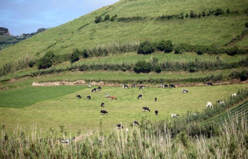 Vacas dos Açores – Miradouro da Ponta do Escalvado