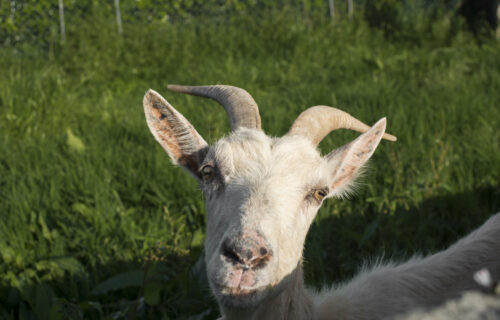 “Hi, I’m goat, you?”