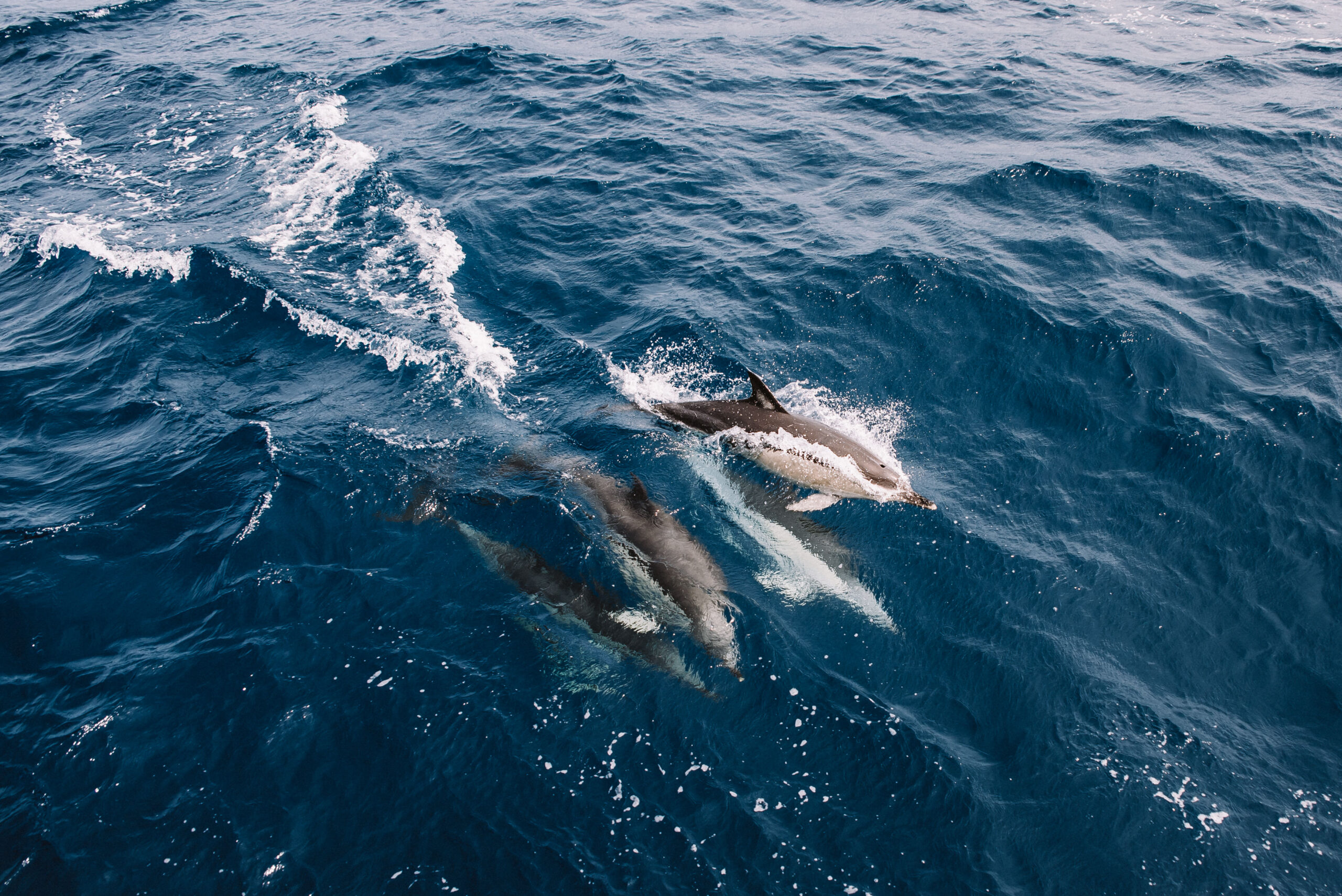 Golfinhos – Observação de Cetáceos