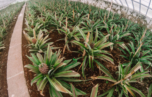 Plantação de Ananases – São Miguel III