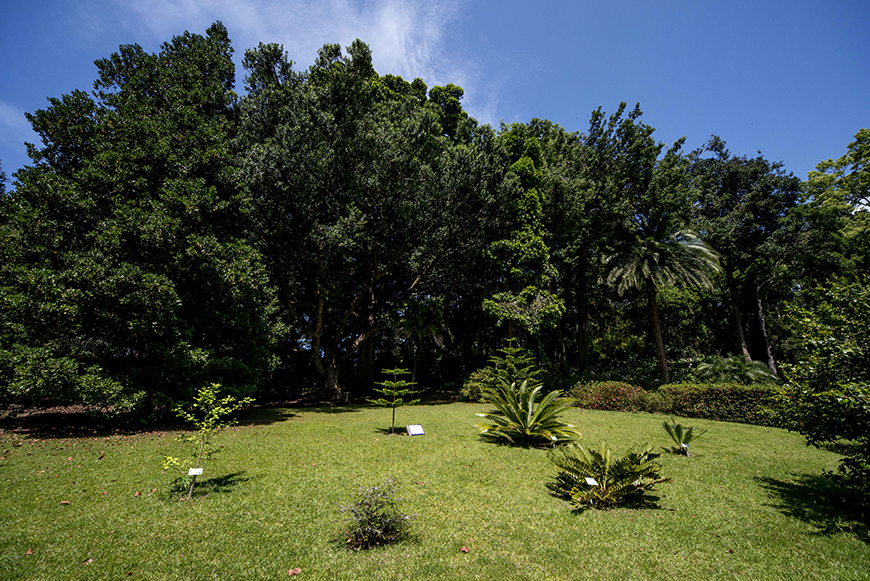 Jardim José do Canto - São Miguel - Açores