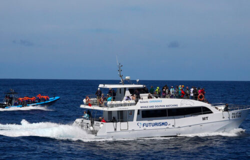 São Miguel Azores: Half-Day Whale Watching Trip