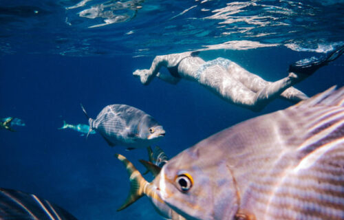 Snorkel na Ilha do Faial