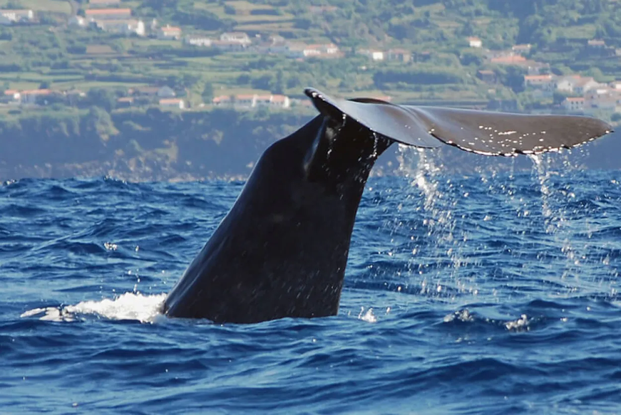 Avistamento de baleias e golfinhos