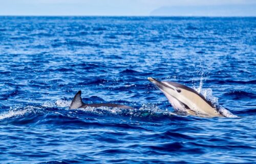 Observação de baleias e Golfinhos