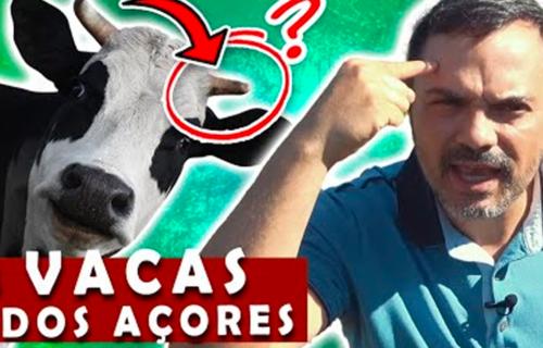 9 coisas que não sabes sobre as Vacas nos Açores