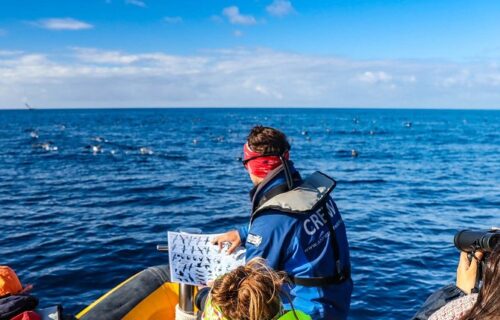 Expedição de observação de aves marinhas nos Açores