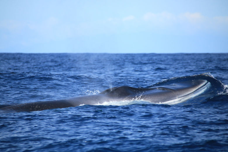 Avistamento de baleias e golfinhos + Ilhéus das Cabras