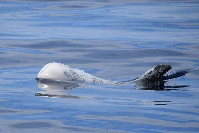 Avistamento de baleias e golfinhos