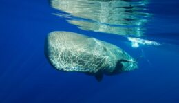 Ver Baleias Açores