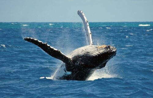 Excursão de Jipe e Observação de Baleias