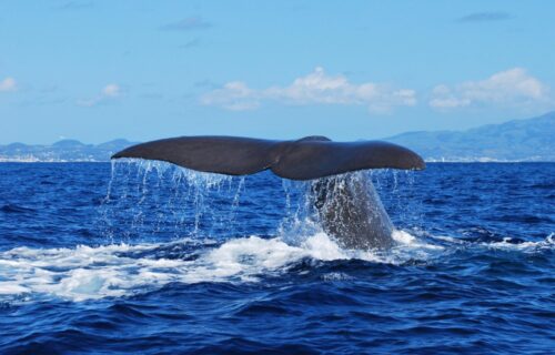 Observação de Baleias e Golfinhos na Costa Norte de São Miguel – Meio Dia