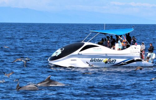 Dolphin Watching (glass bottom boat)